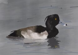 Tufted duck